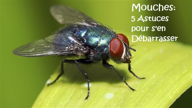 Mouches 5 Astuces pour sen Débarrasser