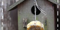 Gâteau de suif pour les oiseaux Délice aux cœurs de tournesol 311 g - Canac