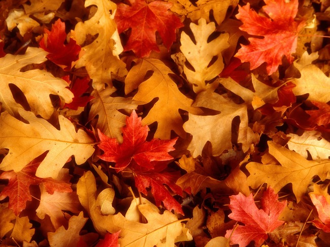 Id Es Ing Nieuses Pour Utiliser Les Feuilles D Automne