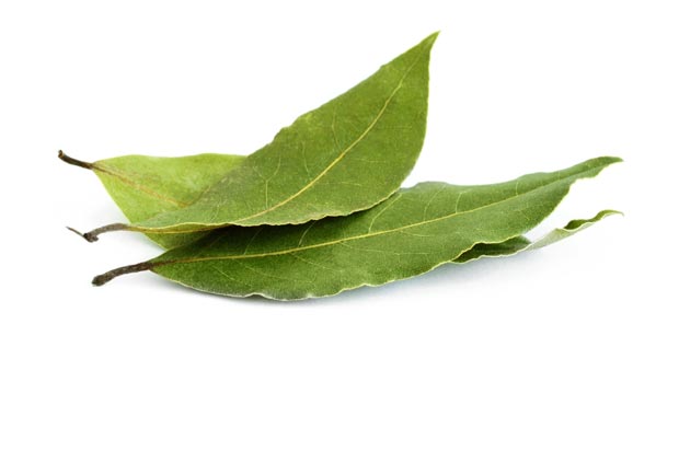 Laurier (feuille)